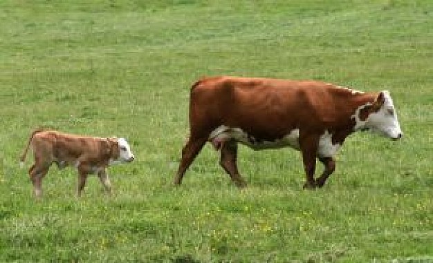 Gurkha cow Nepal and calf about Calf United States